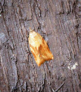 Image of Light brown apple moth