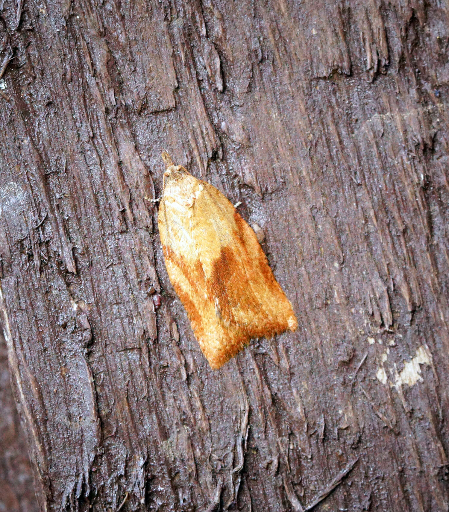 Image of Light brown apple moth