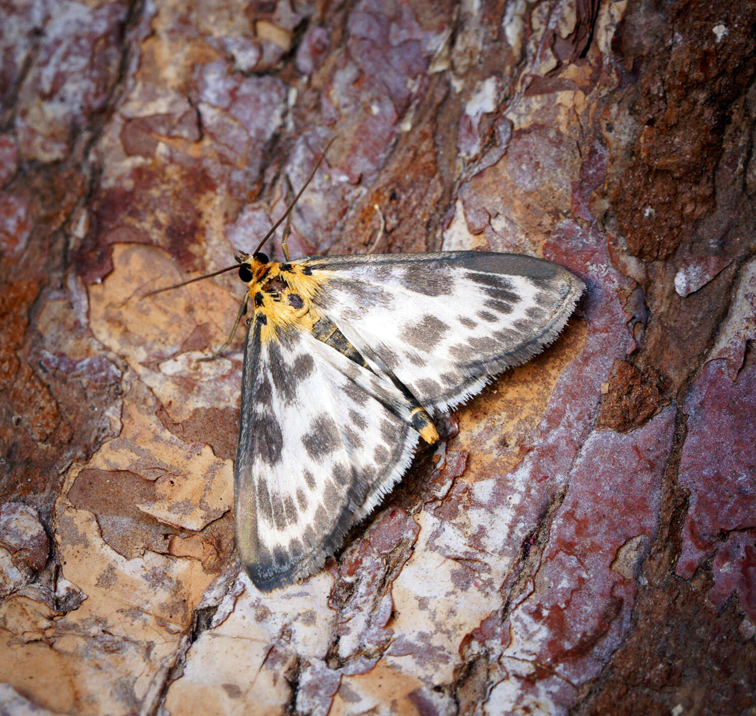 Слика од Anania hortulata