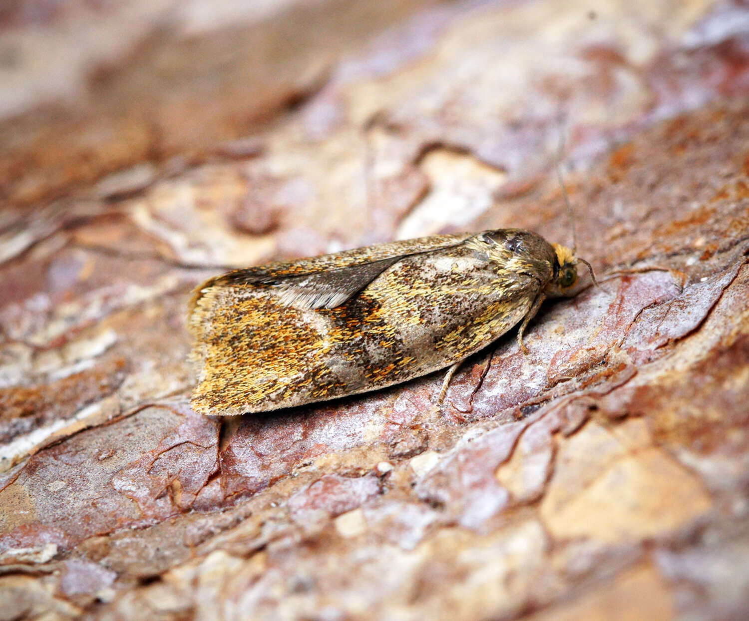 Image of leches twist moth