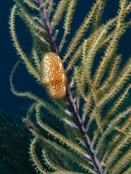 Image of Flamingo tongue snail