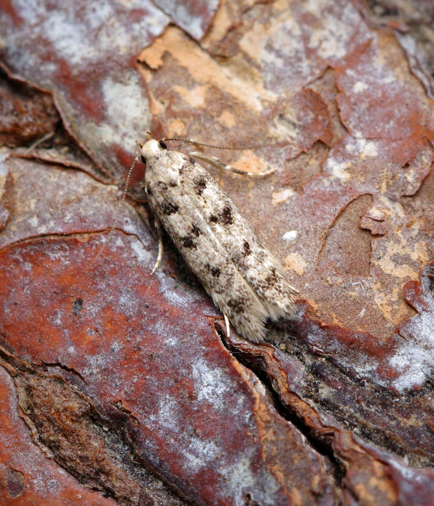 Image de Bryotropha domestica Haworth 1828