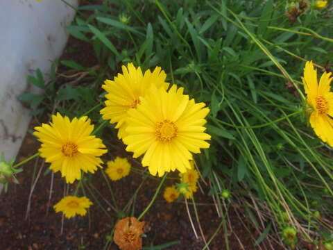 Image de Coreopsis lanceolata L.