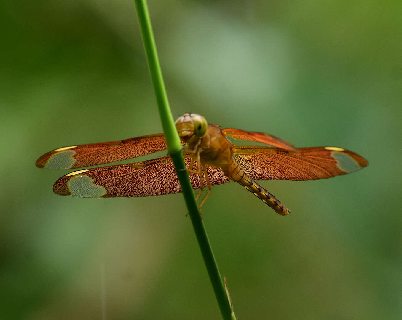 Image of Black Stream Glider