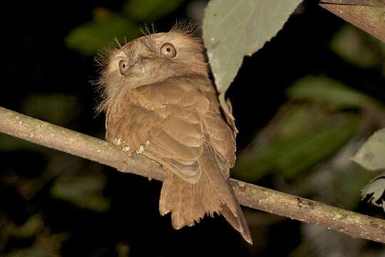 Image of Ceylon Frogmouth