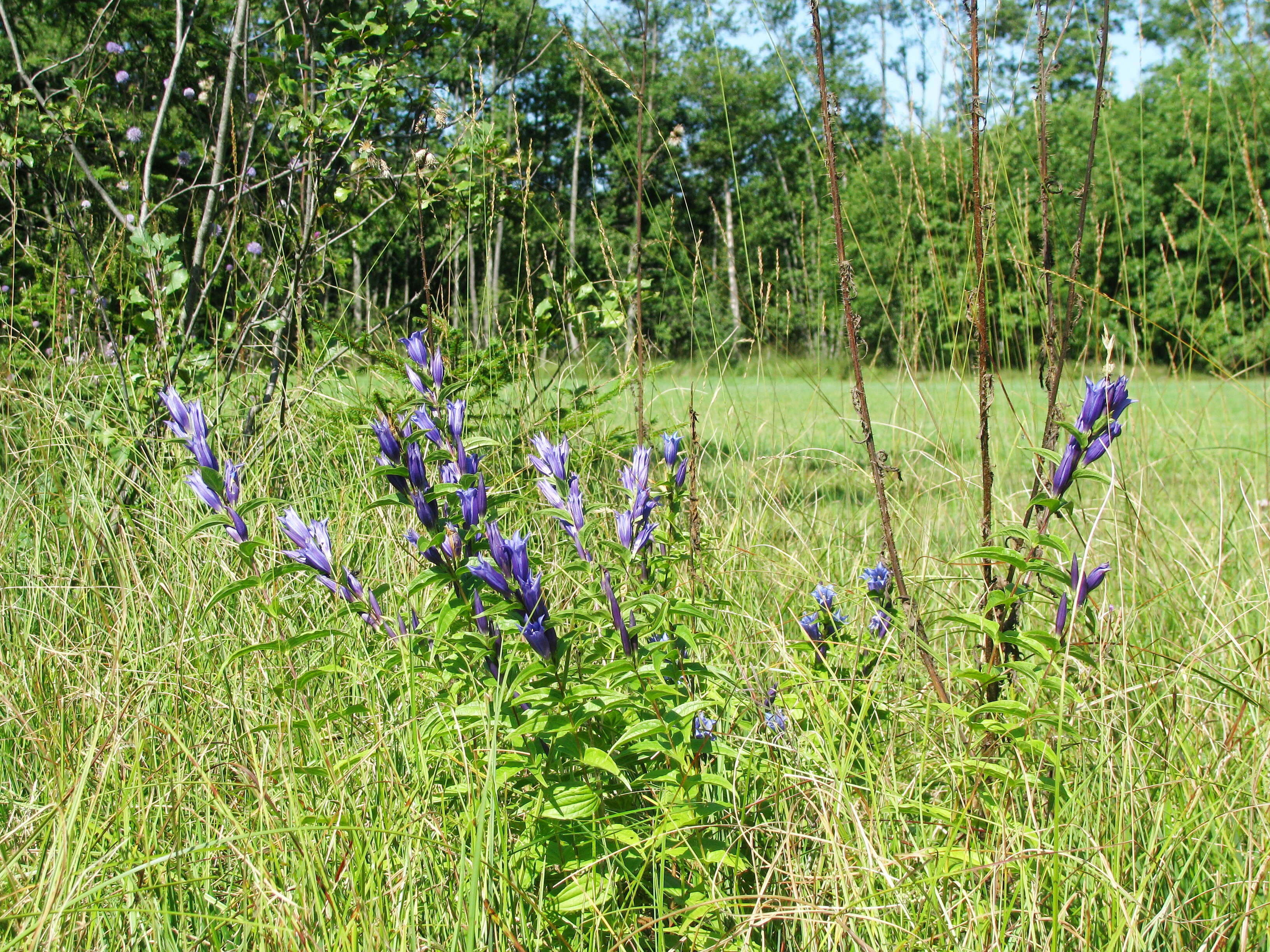 Image of Gentiana asclepiadea L.