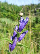 Image of Gentiana asclepiadea L.