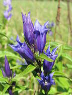 Gentiana asclepiadea L.的圖片