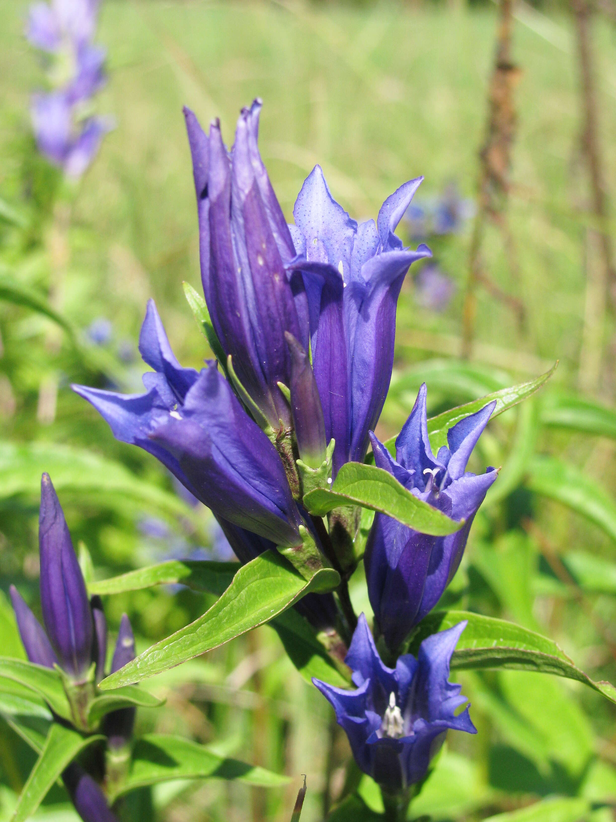 Gentiana asclepiadea L.的圖片