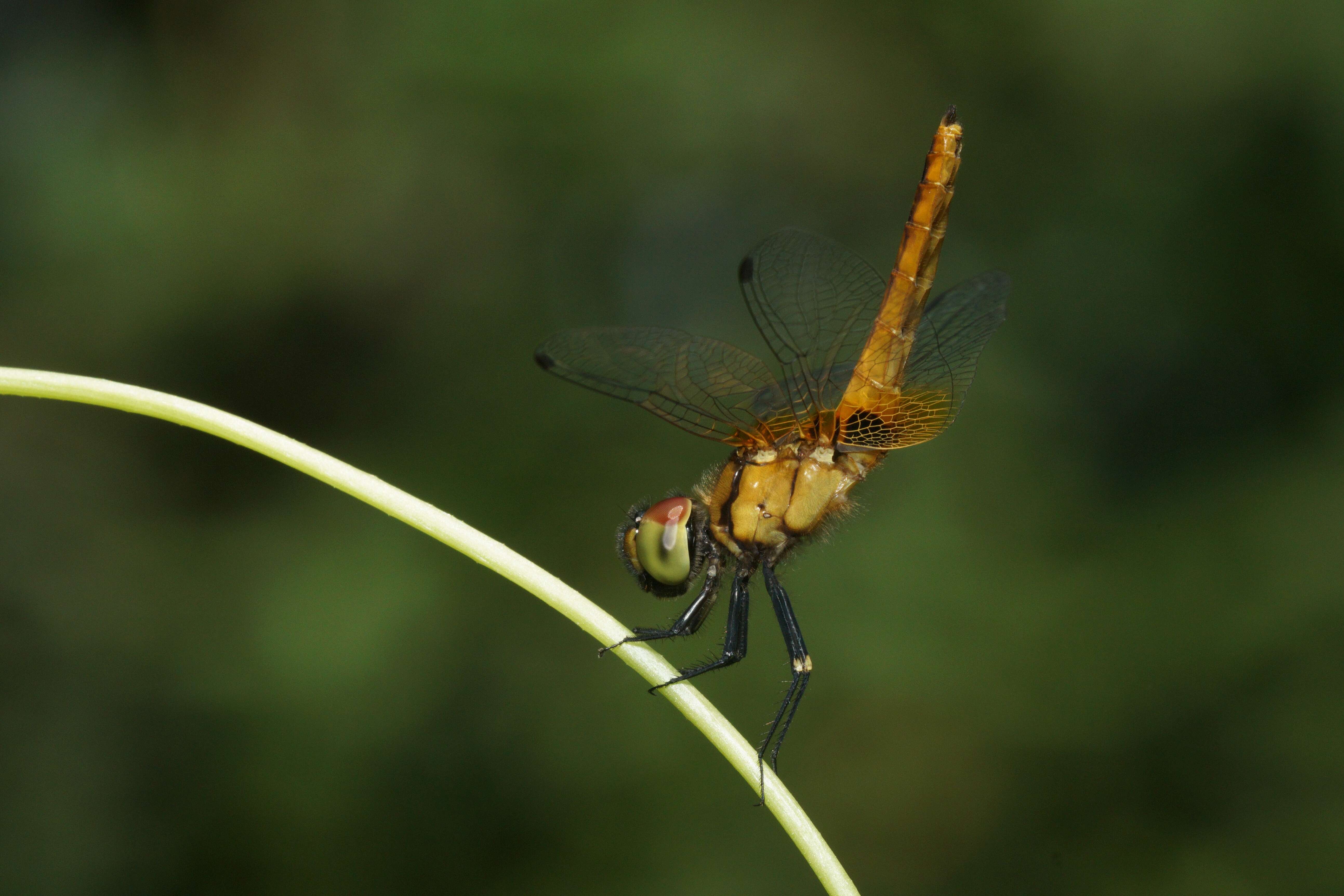 Image of Aethriamanta brevipennis (Rambur 1842)