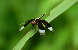 Image of Pied Paddy Skimmer