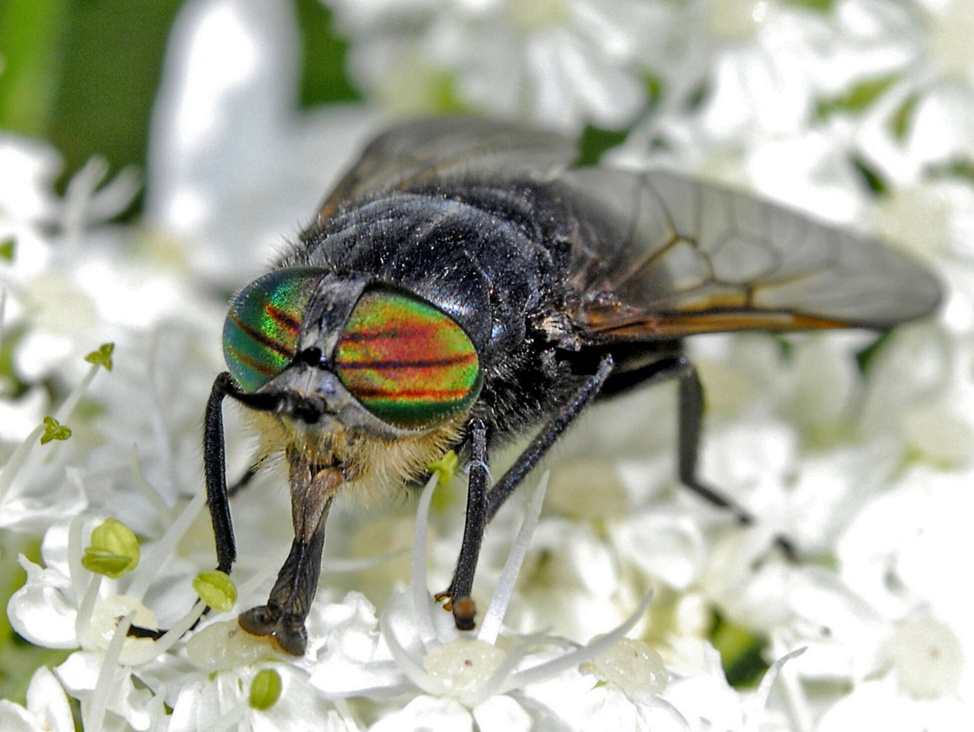 صورة Hybomitra aterrima (Meigen 1820)