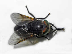 صورة Hybomitra aterrima (Meigen 1820)