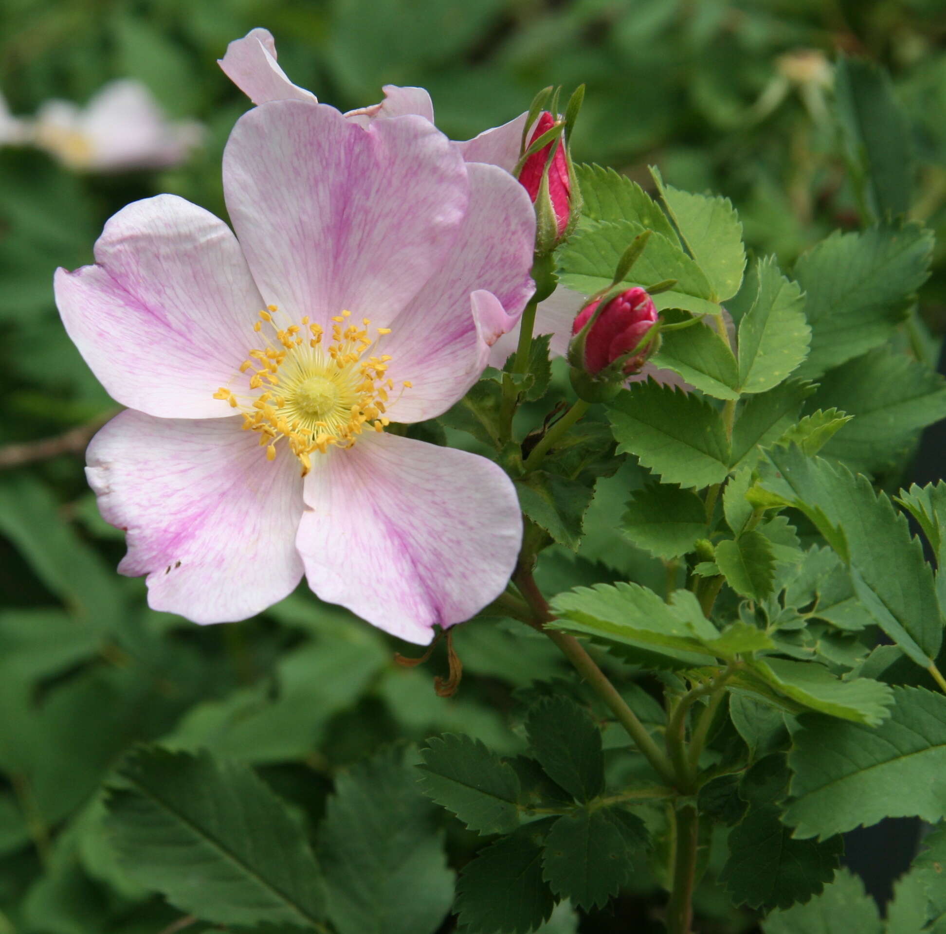 Image of prairie rose