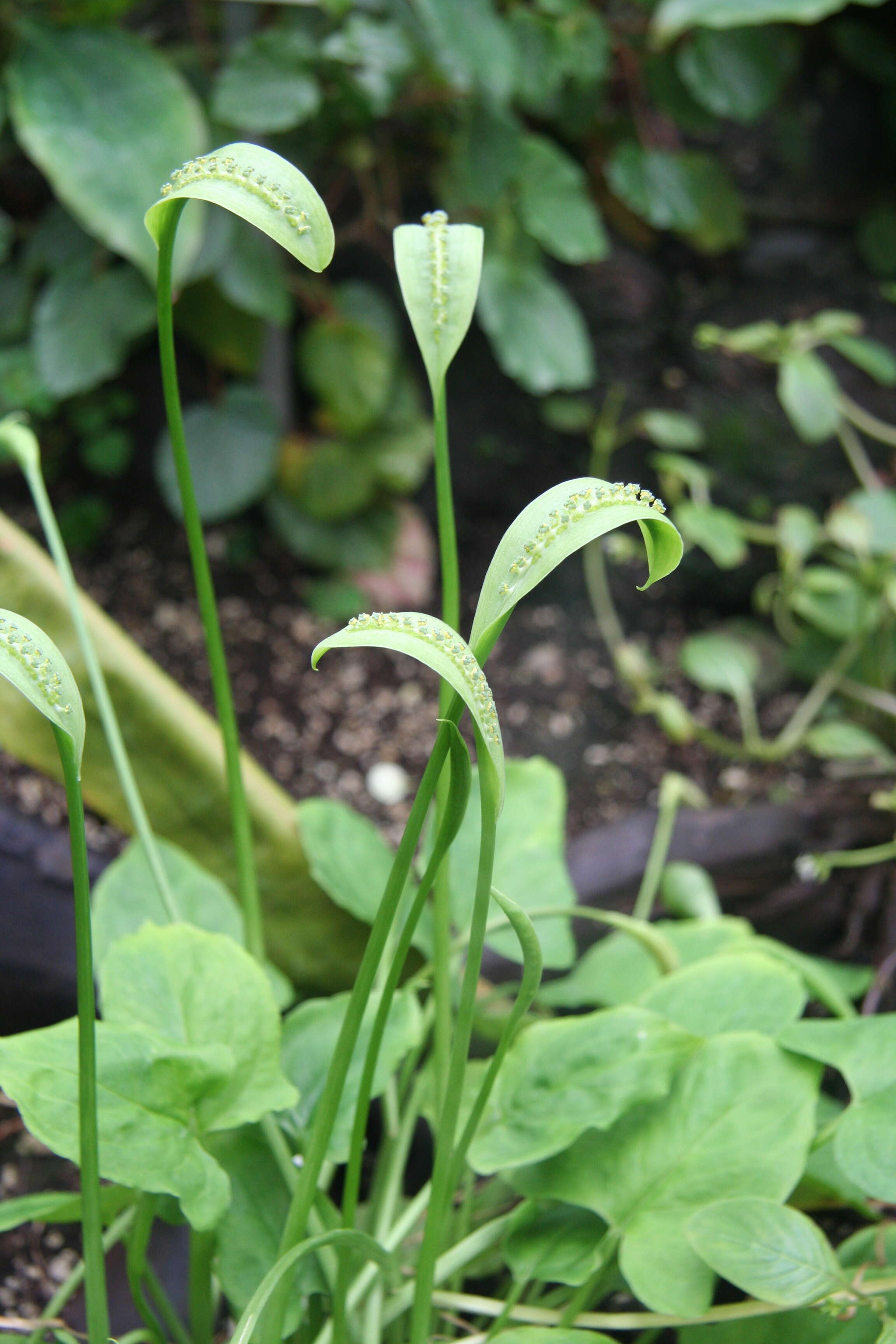 Image of Spathicarpa hastifolia Hook.