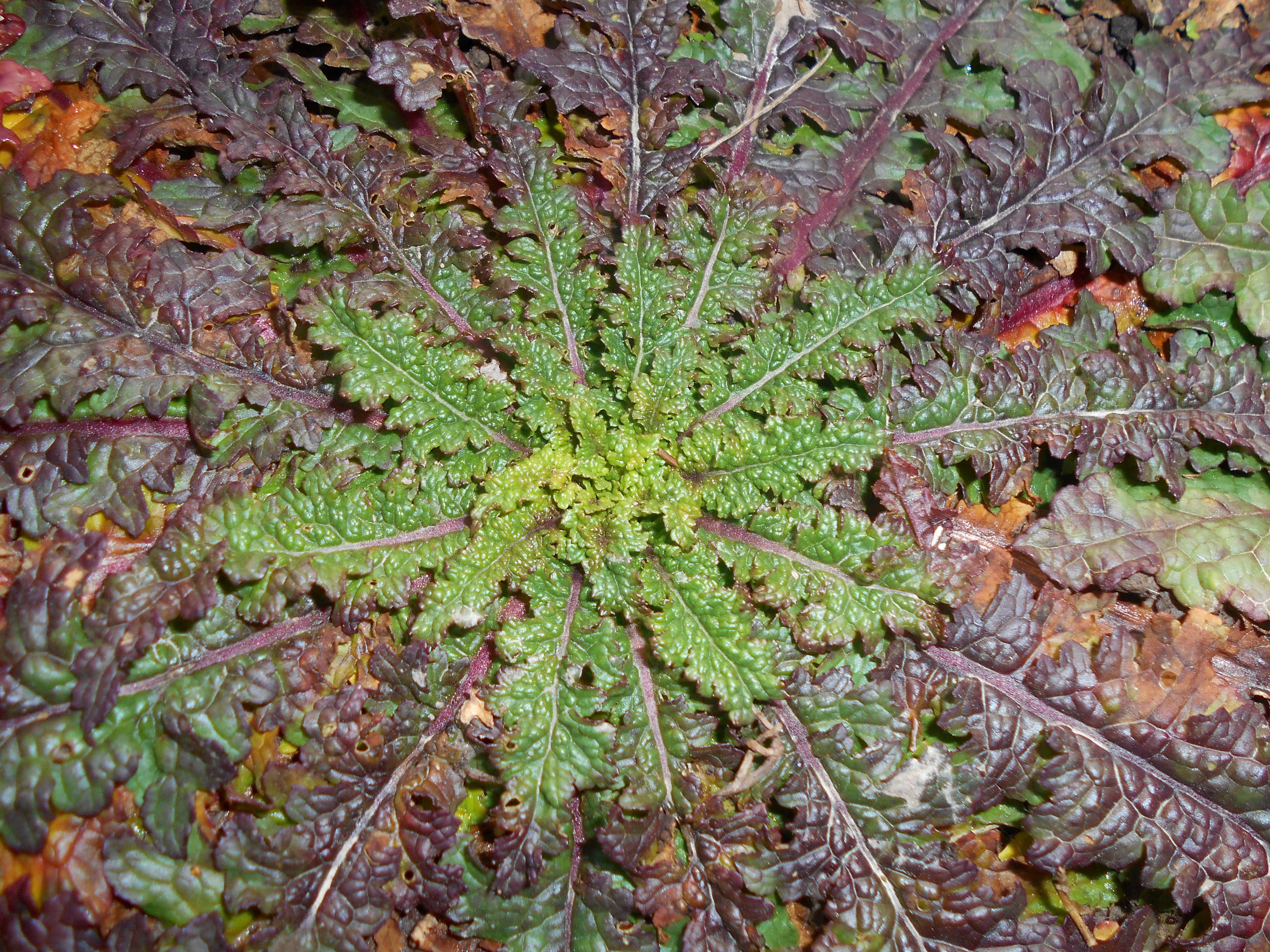 Imagem de Verbascum blattaria L.