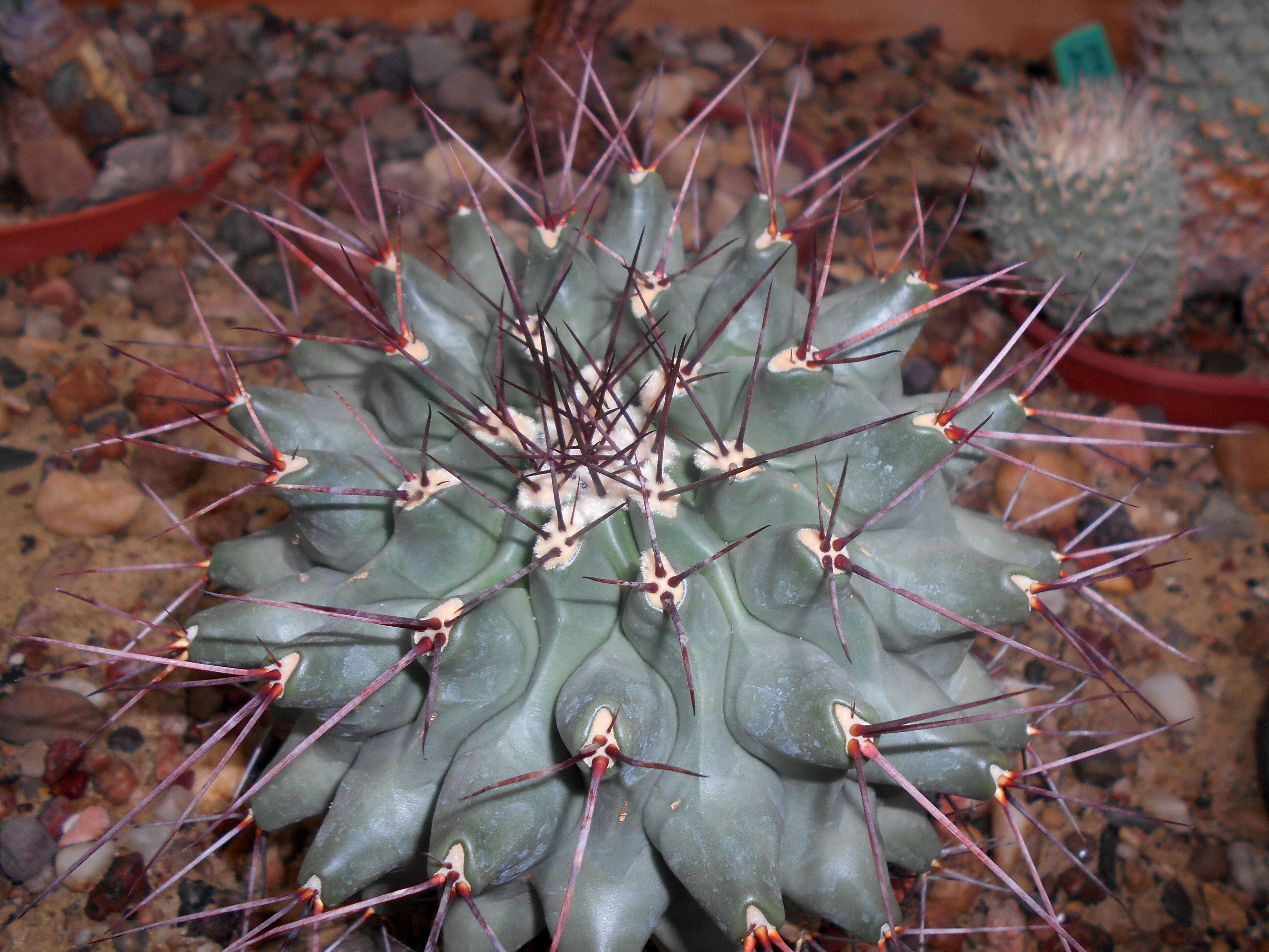 Image of Thelocactus rinconensis (Poselger) Britton & Rose