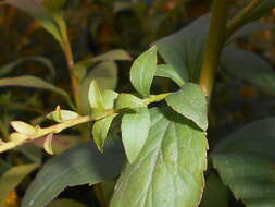 Image of elmleaf goldenrod