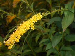 Image of elmleaf goldenrod