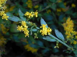 Image of elmleaf goldenrod