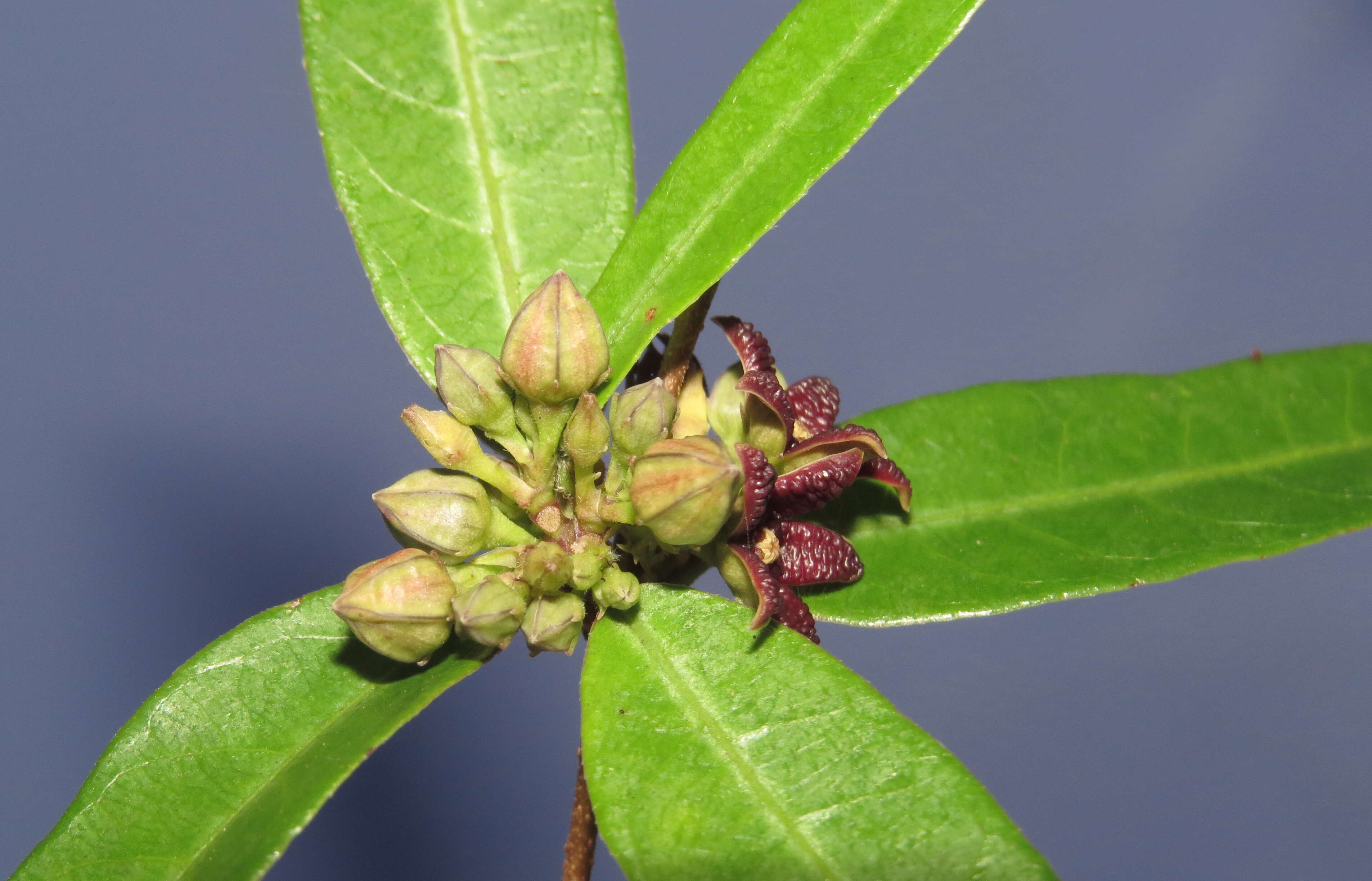 Image of Hemidesmus indicus (L.) R. Br.