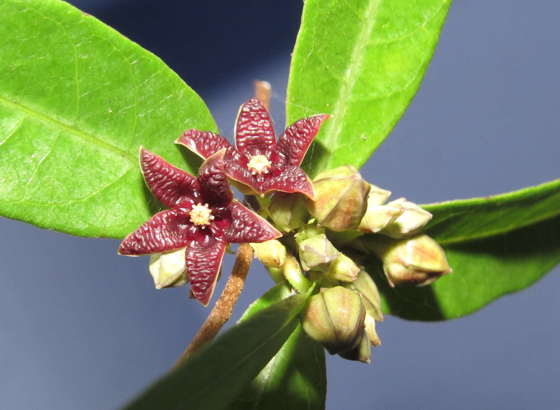 Image de Hemidesmus indicus (L.) R. Br.