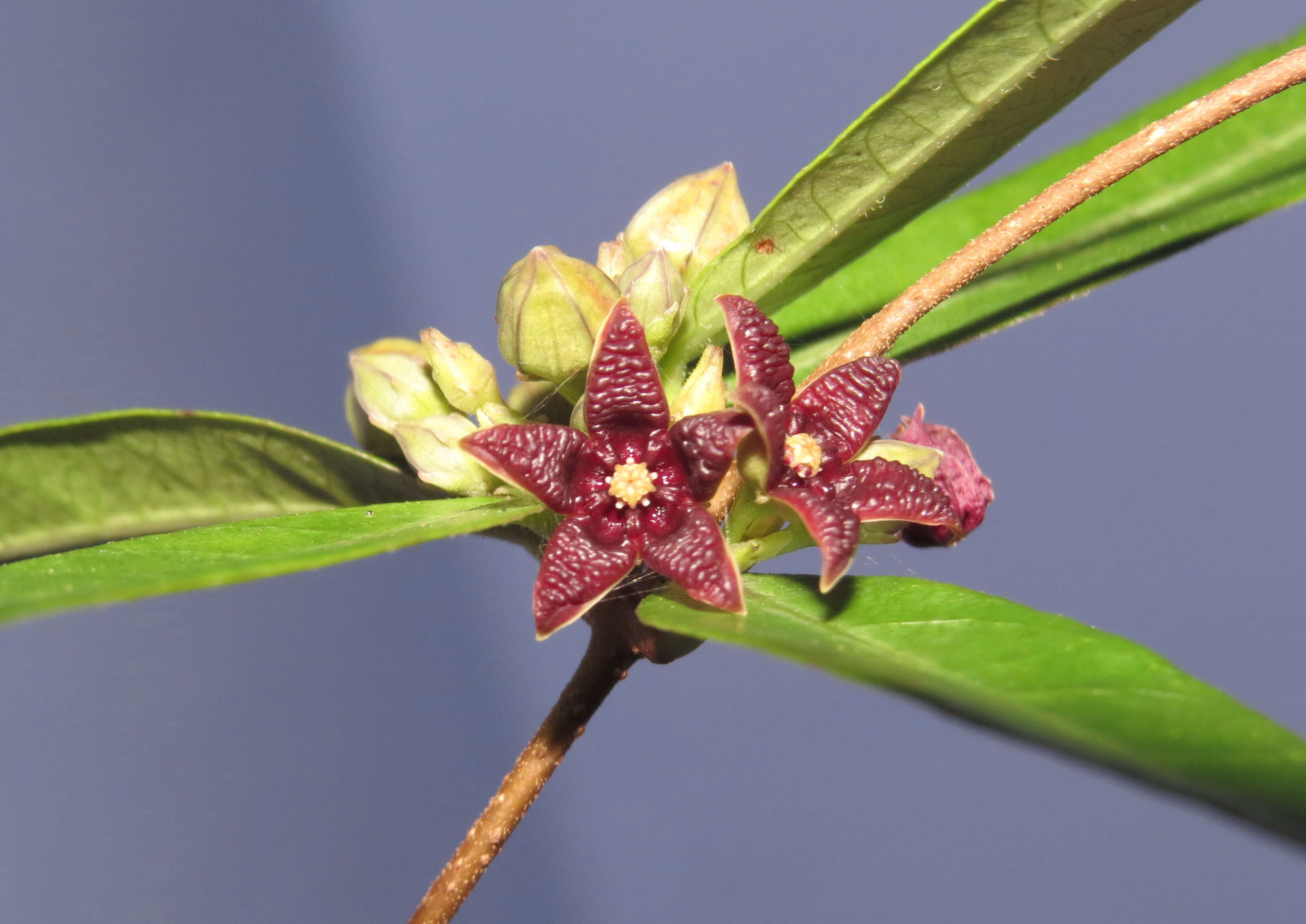 Image of Hemidesmus indicus (L.) R. Br.