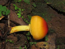 Image of Amanita hemibapha (Berk. & Broome) Sacc. 1887