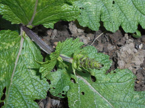 Image of verbena sage