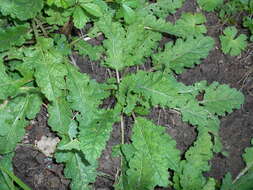 Image of verbena sage