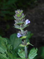 Image of verbena sage