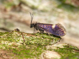 Image of large birch purple