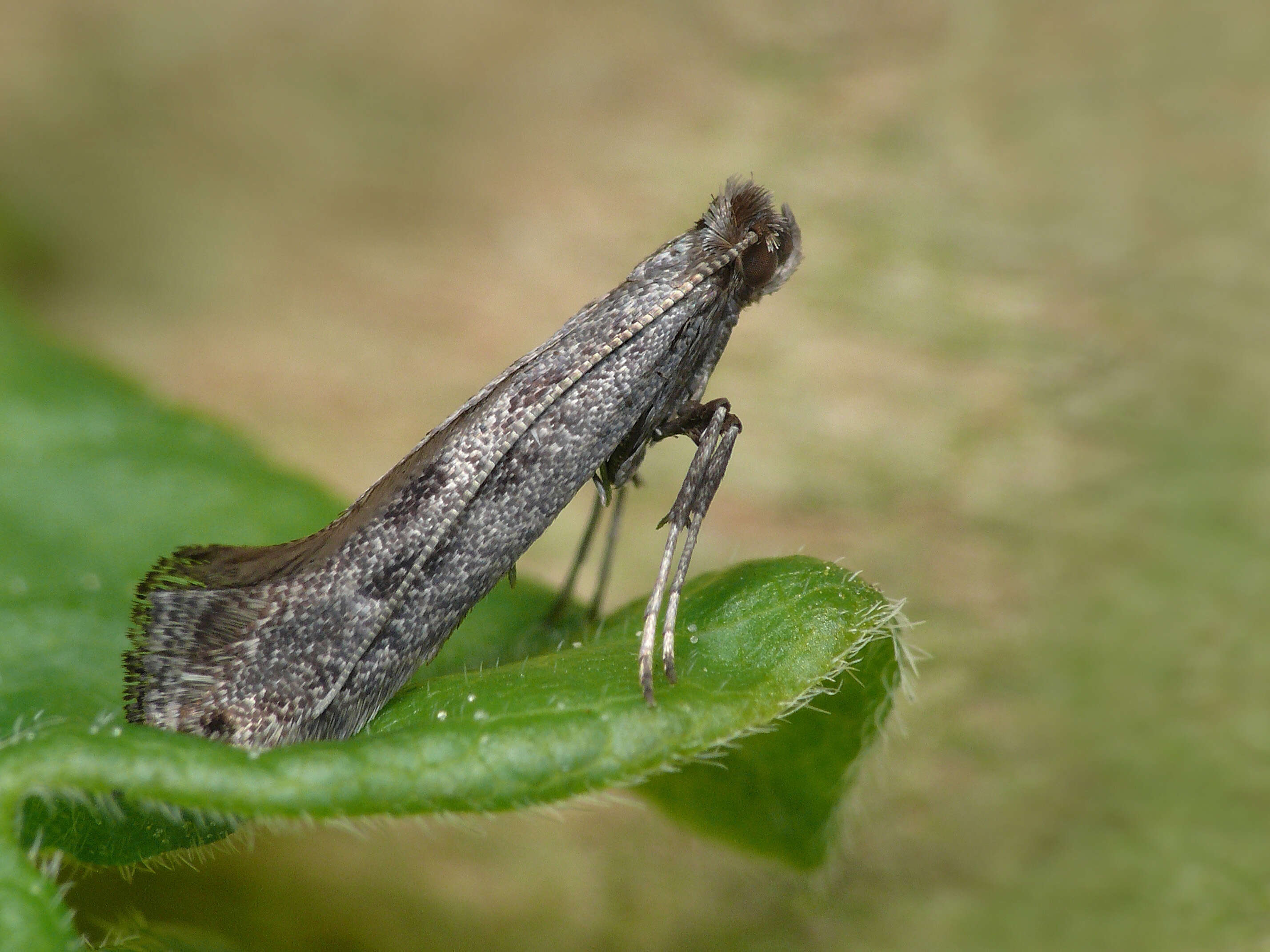 Image of Parornix anglicella (Stainton 1850)