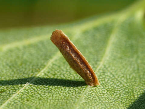 Image of alder bud moth