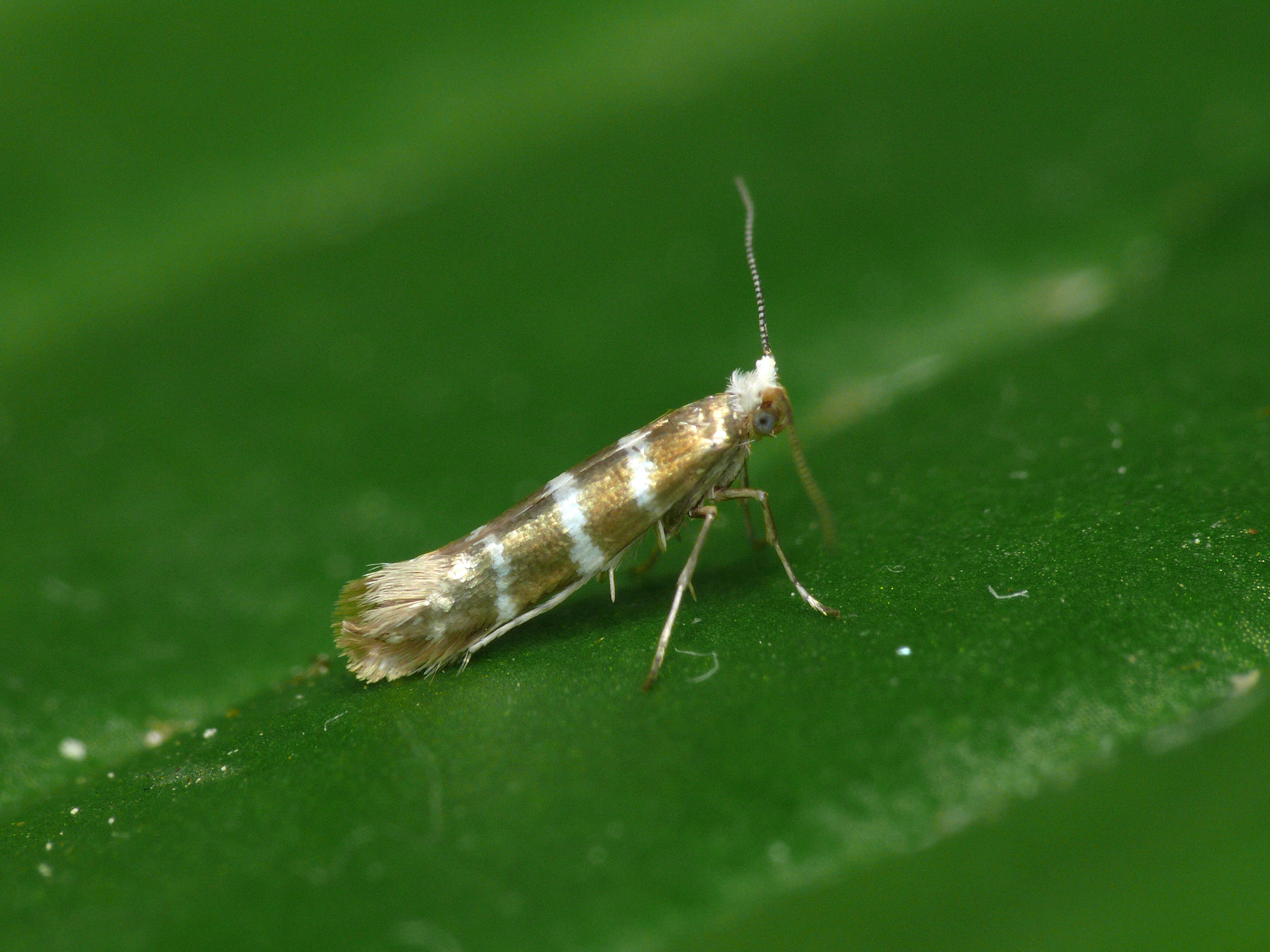 Imagem de Argyresthia trifasciata Staudinger 1871