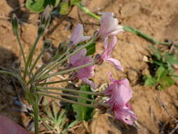 Imagem de Pelargonium luridum (Andr.) Sweet