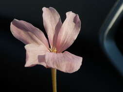 Imagem de Pelargonium luridum (Andr.) Sweet