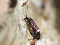 Image of Large Birch Purple