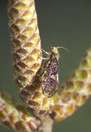 Image of Small Birch Purple