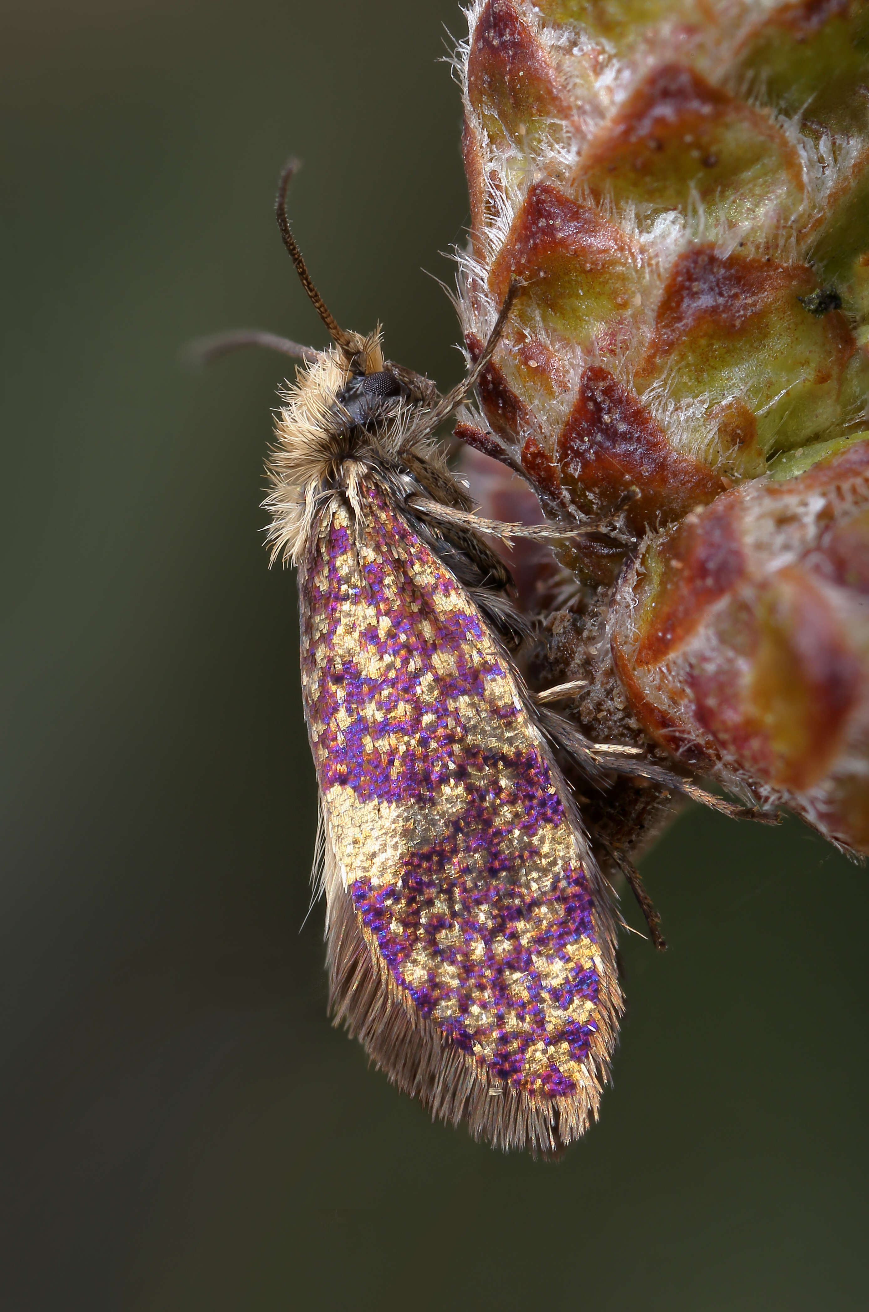 Image of Small Birch Purple