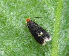 Image of Fomoria septembrella (Stainton 1849) Beirne 1945