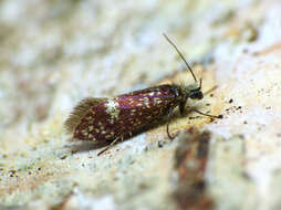 Image of large birch purple