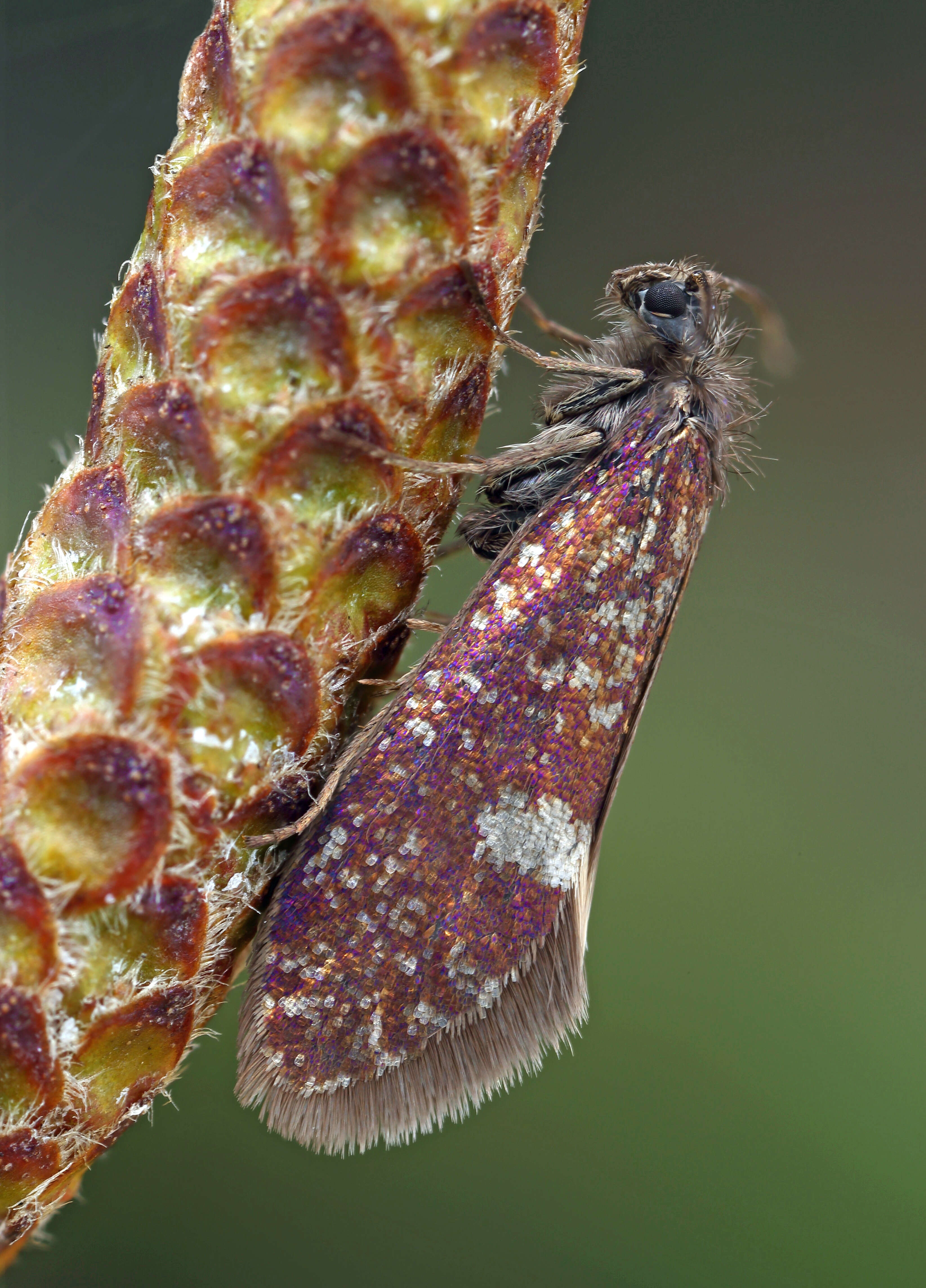 Image of large birch purple