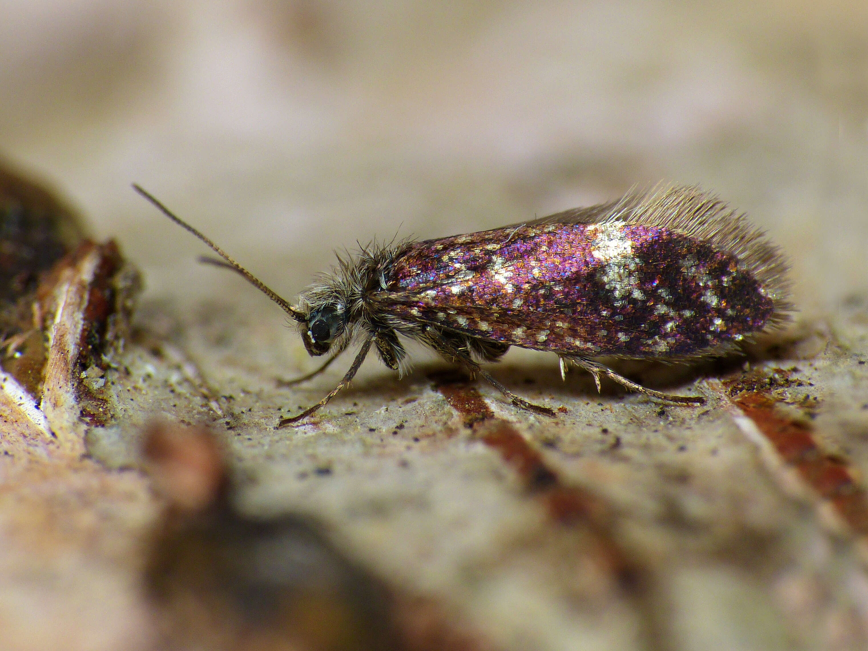 Image of large birch purple