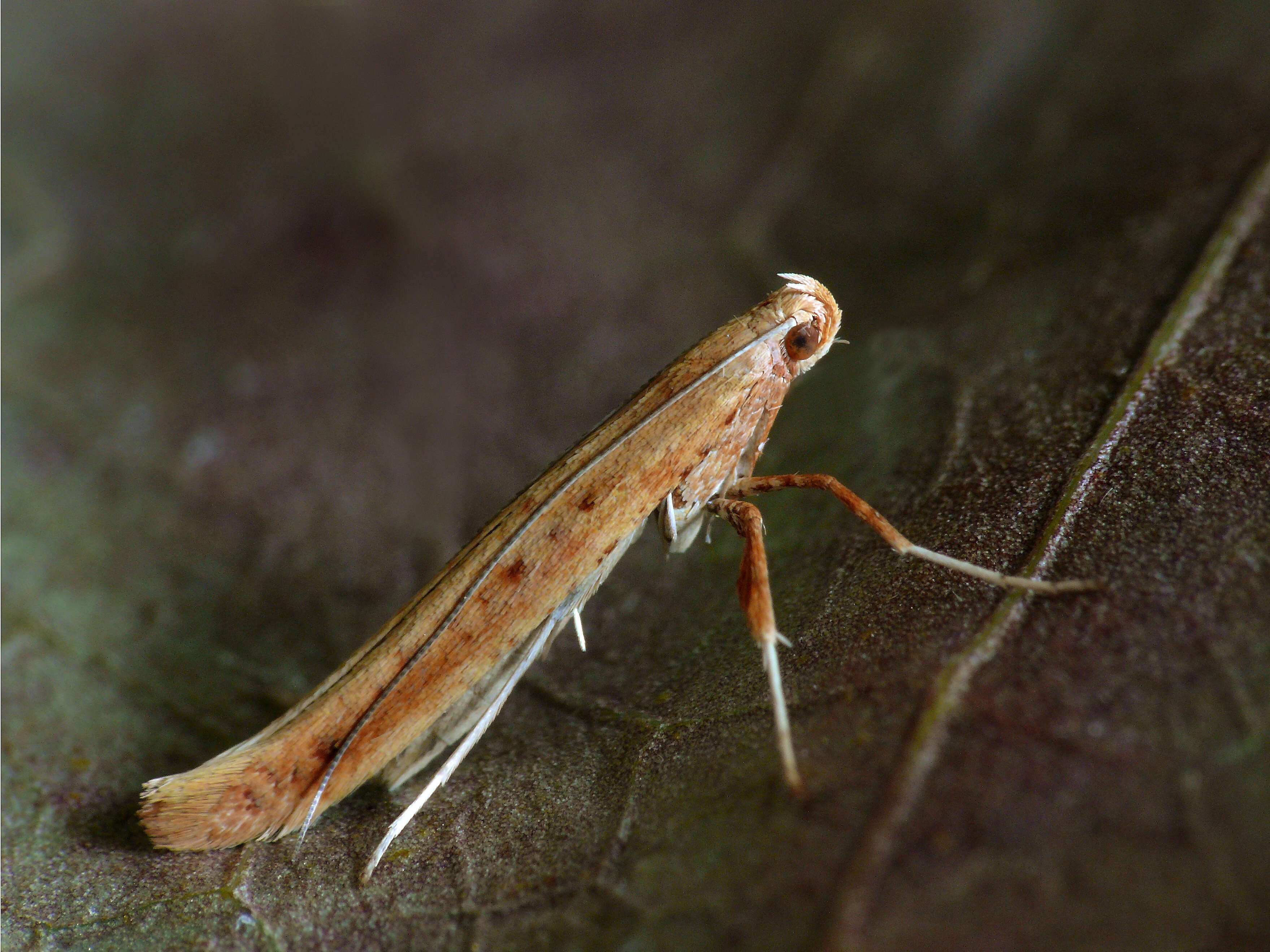 Image of Caloptilia elongella (Linnaeus 1761)