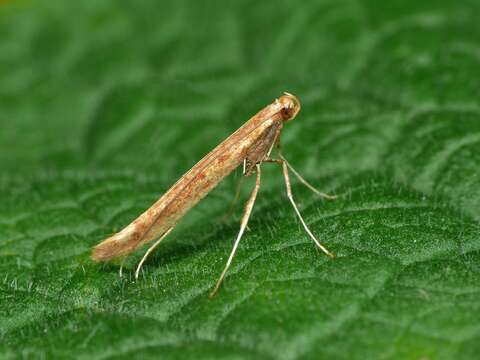 Image of Caloptilia elongella (Linnaeus 1761)