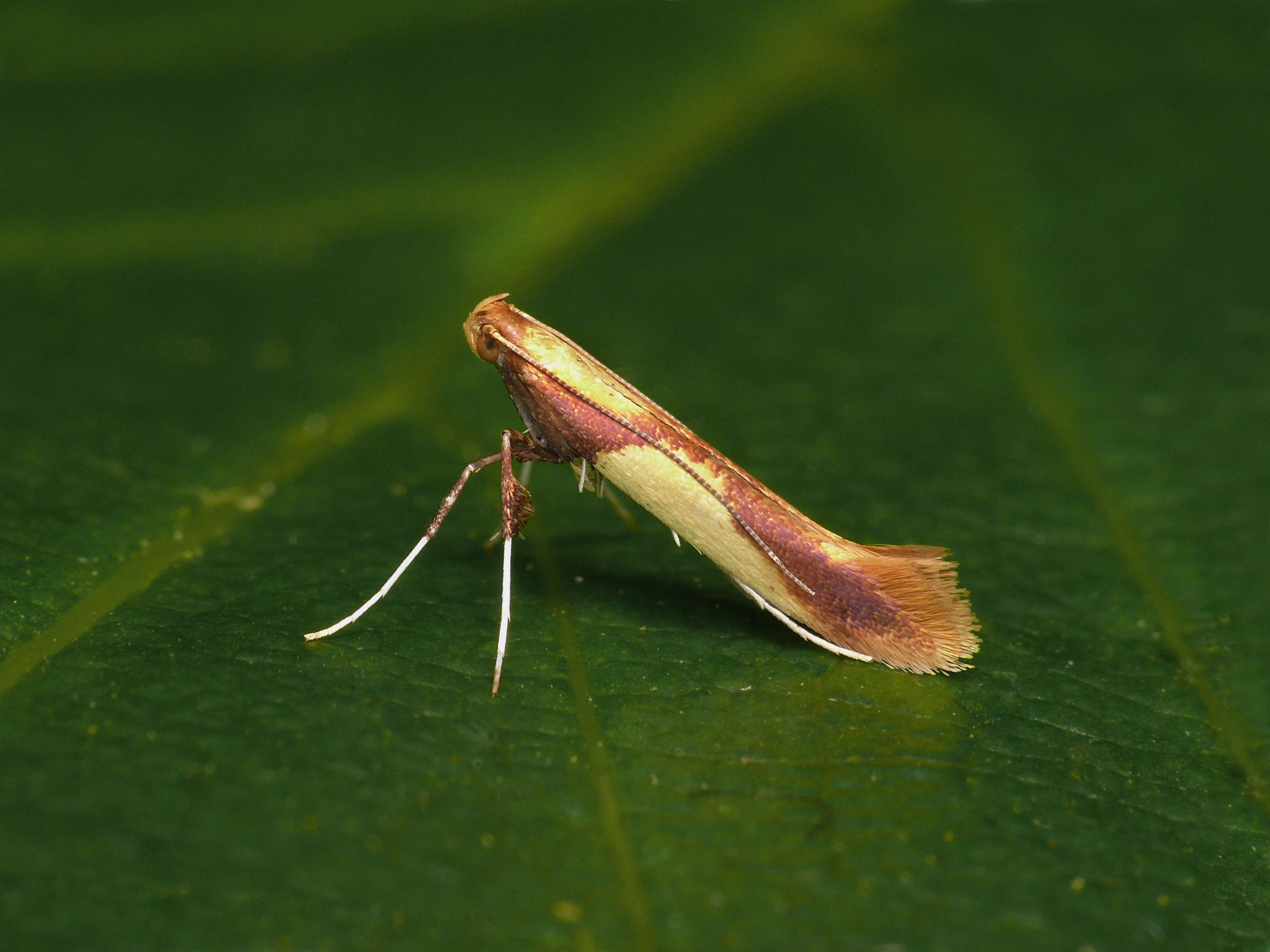 Image of Caloptilia robustella Jäckh 1972