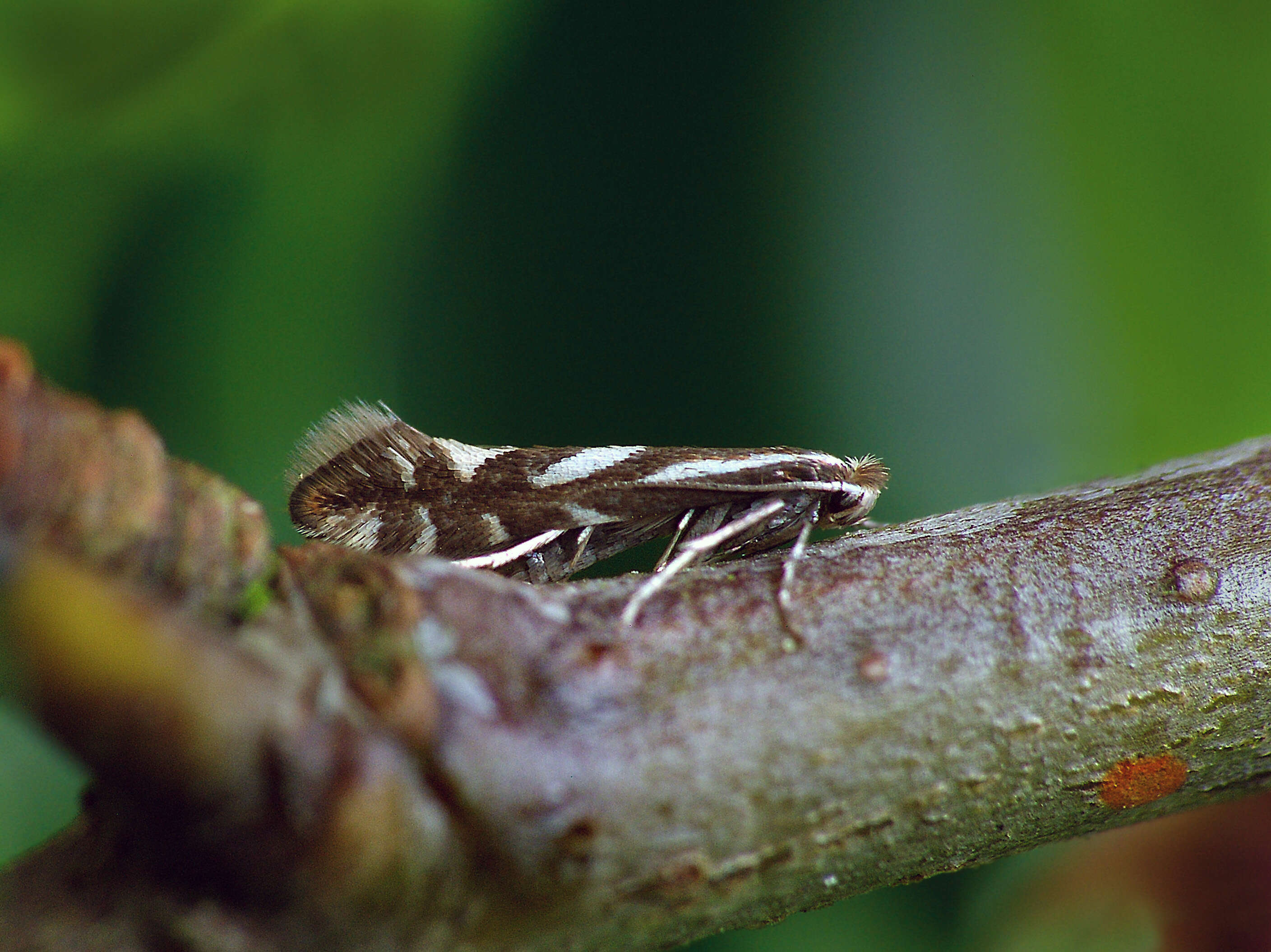 Sivun Phyllonorycter oxyacanthae (Frey 1855) kuva