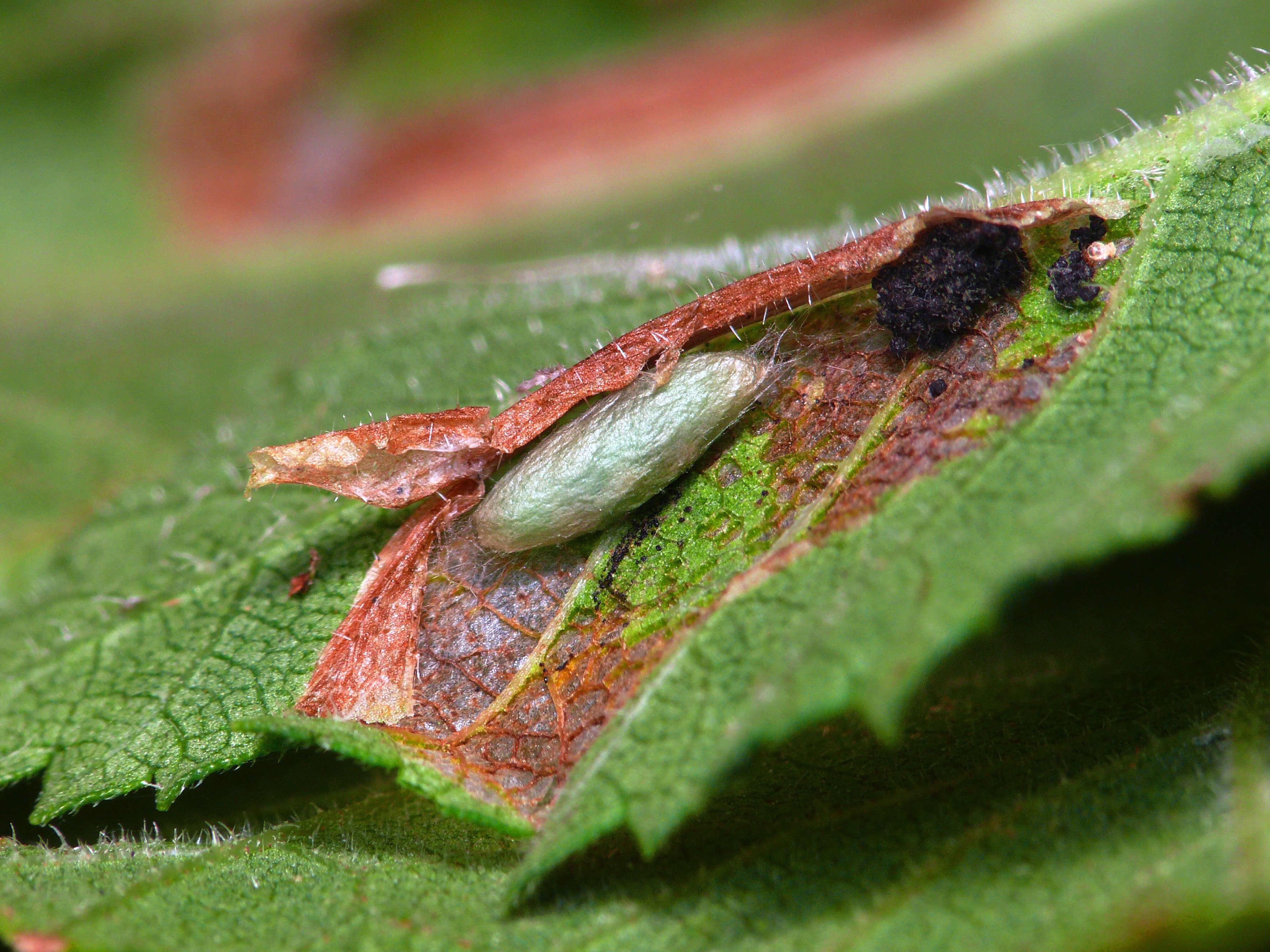 Image of Phyllonorycter schreberella (Fabricius 1781)