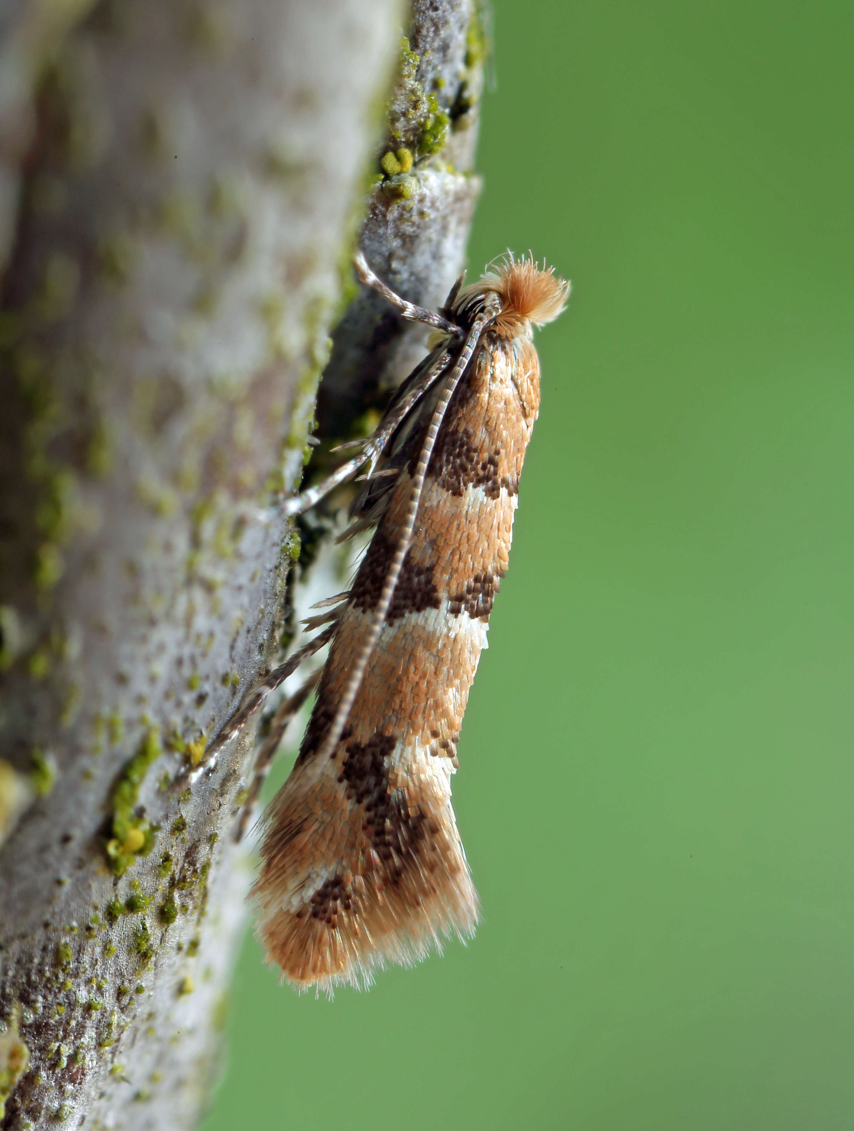 Image of Phyllonorycter trifasciella (Haworth 1828)